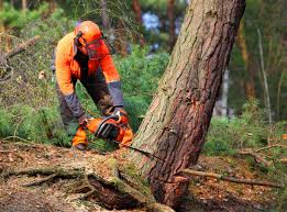 Best Lawn Maintenance Plans  in Hamilton, TX