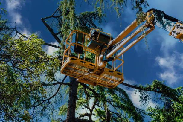 Best Palm Tree Trimming  in Hamilton, TX