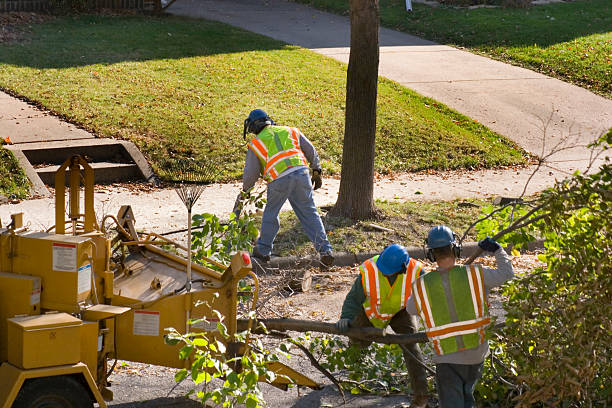 Best Firewood Processing and Delivery  in Hamilton, TX